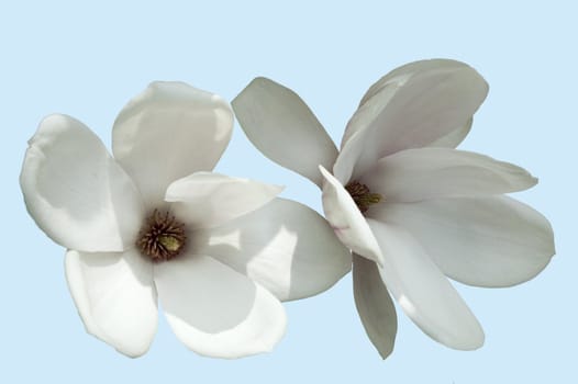isolated detail of beautiful blooming magnolia