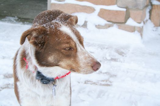 Border collie in snowy weather