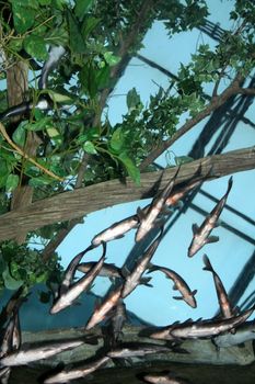 Trout fish in group looking up from below