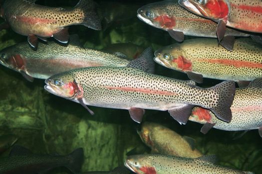 Trout fish in group