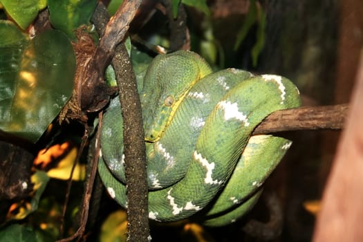 green tree boa wrappen on branch