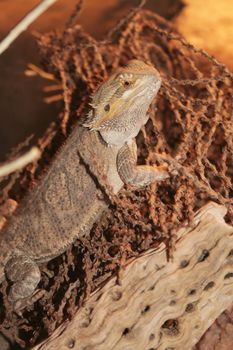 australian bearded dragon perched on log