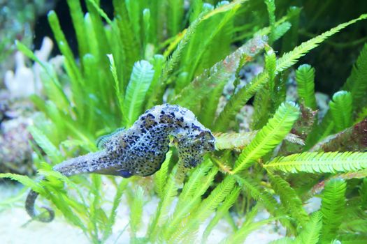 seahorse in sea weeds