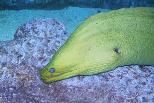 Giant moray eel on sea bed