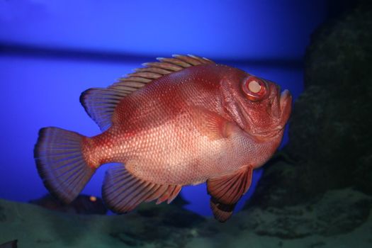 Ugly fish in dark blue water