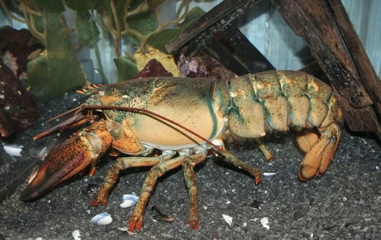 Live Lobster underwater