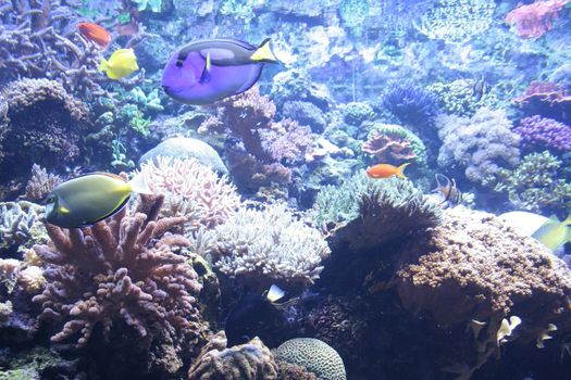 reef full of vibrant fish