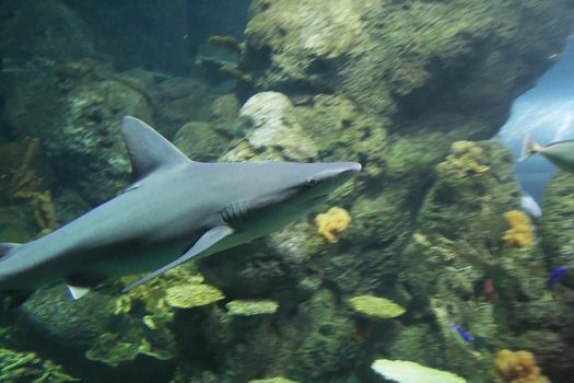 Gray reef shark swimming fast