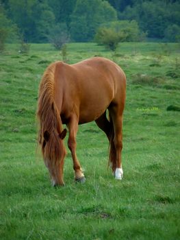 brown horse graze grass on green