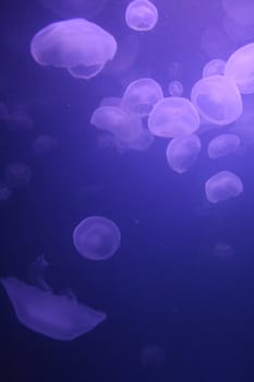 Jelly fish floating with purple glow
