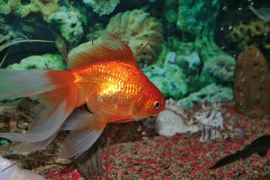 gold fish in aquarium