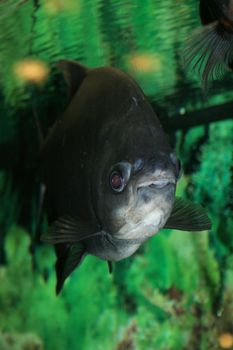 Oscar fish in aquarium
