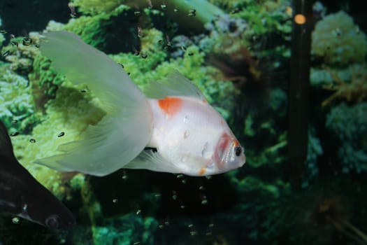 White gold fish in aquarium
