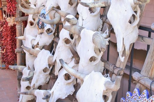 Cattle skulls on rack in Santa Fe 