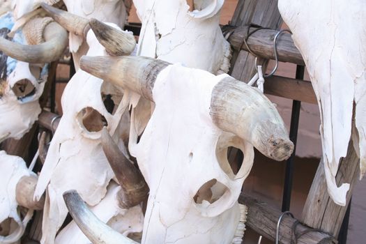 Cattle skulls on rack for sale