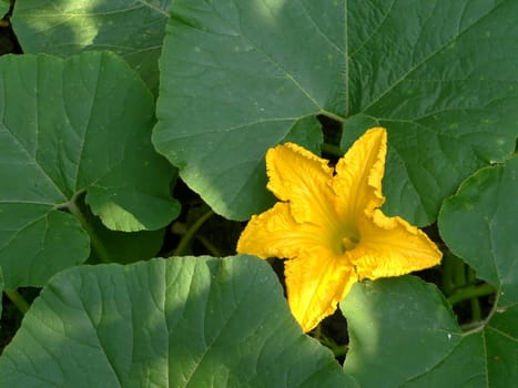 Yellow flower of the cucumber on leaves background