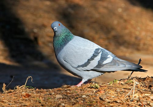 The pigeon has turned a head and looks directly in a camera