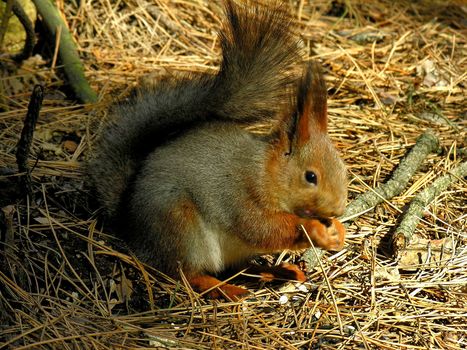 Red squirrel sits on the ground and eat a berry