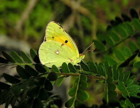 The yellow butterfly sits on a branch of a tree