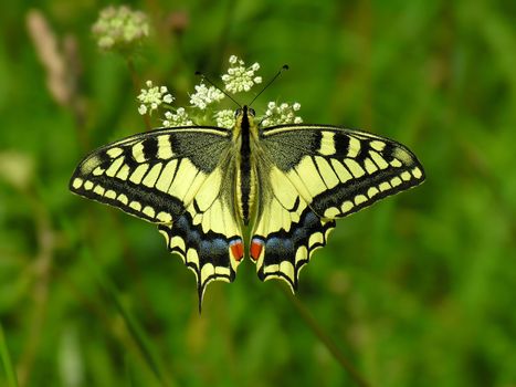 The  butterfly Machaon sits on a flower