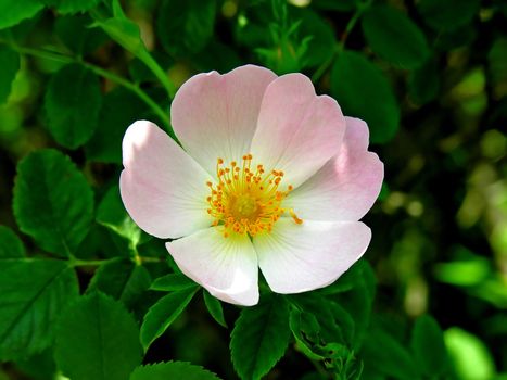 The pink flower of a dog-rose is photographed close-up
