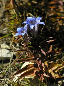  Gentian flower blossom out among stones
