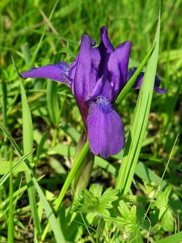 Flower Iris blossoms among a green grass
