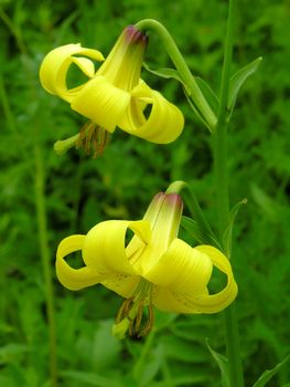 The flower of a lily blossom out among a green grass