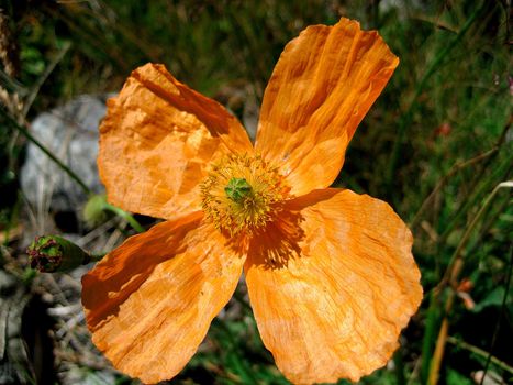 The Alpine poppy is photographed close up
