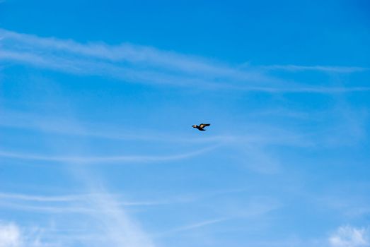 The flying pigeon on a background of the blue sky