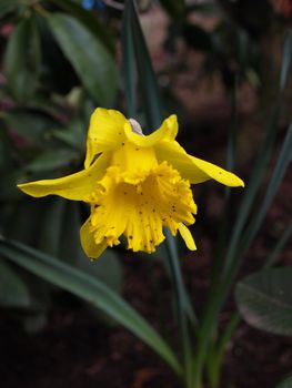 A yellow trumpet narcissus daffodil, hangs by the roadside, debris and dirt on the bloom.