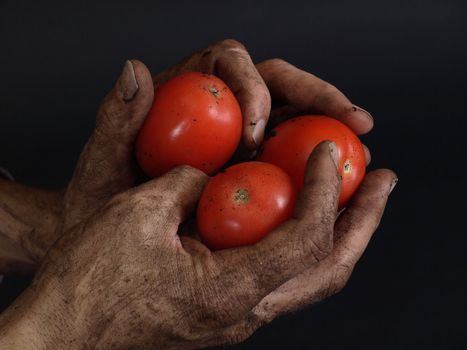 Rugged and dirty hands hold beautiful bright red tomatoes against a black background.