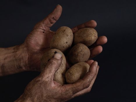 Hard working male hands, dirty from a day's work, holding potatoes against a black background.