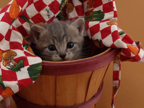 A small grey and white kitten looks upward while sitting in a basket.