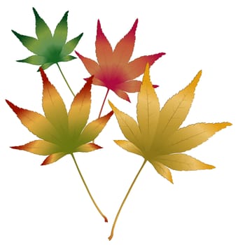 Japanese Maple leaves