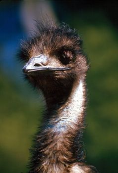 Emu