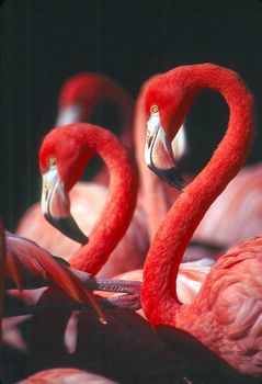 Flamingo, family of Phoenicopteridae.
