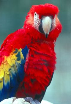 Scarlet Macaw looking at camera