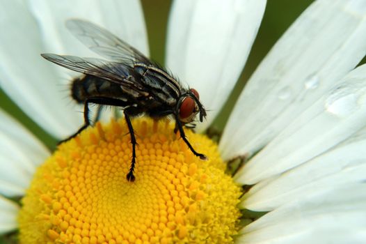 Macro of a common housefly sitting on a daisy. Notice the nifty suction cup feet on this creature.