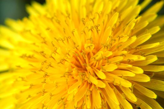 The delicate detail of a dandelion in macro. 