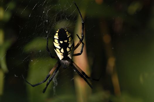 Close look at an average garden Spider.