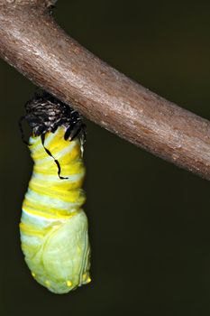 A monarch butterfly caterpillar wiggles to finish shedding it's skin as it transforms from the jstage into it's cacoon or crysalis.