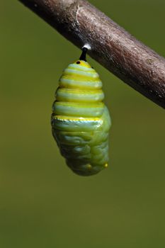 A monarch butterfly caterpillar wiggles and settles into its crysals before the cacoon hardens.