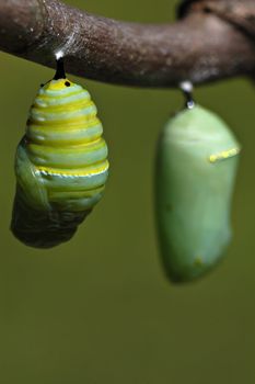 A monarch butterfly caterpillar wiggles and settles into its crysals before the cacoon hardens. Another crysalis, already hardened, can be seen hanging next to this new one.