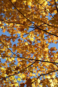 Vibrant golden leaves in fall against blue sky.