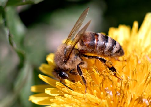 A honeybee searches for food on a dandelion. Macro shot.