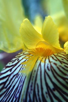 A beautiful purple & yellow Iris macro. To me, the center of the flower resembles a bird.