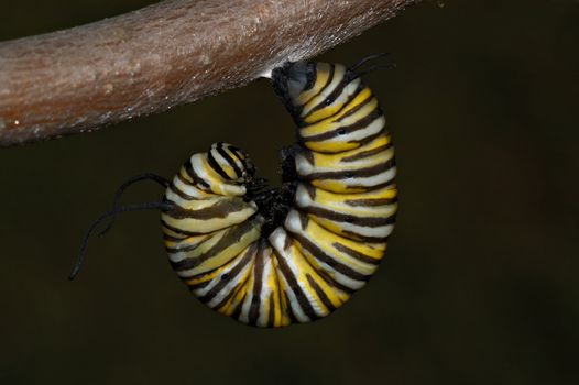 A monarch caterpillar hangs in the j-stage in preperation for shedding its skin and entering the crysalis or cacoon stage.