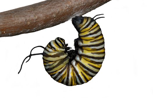 A monarch caterpillar hangs in the j-stage in preperation for shedding its skin and entering the crysalis or cacoon stage-isolated on white.