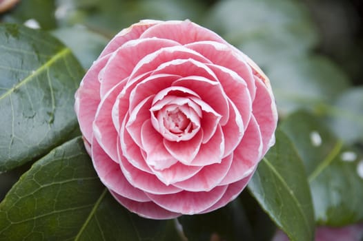 A beautiful rhododendron flower and leaves.